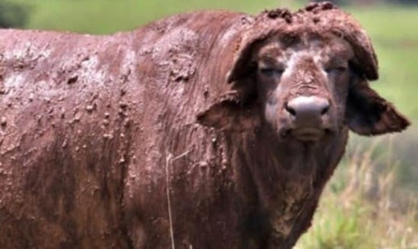 A “Scrum Cap” Cape Buffalo, a much sought after trophy amongst Cape Buffalo trophy hunters