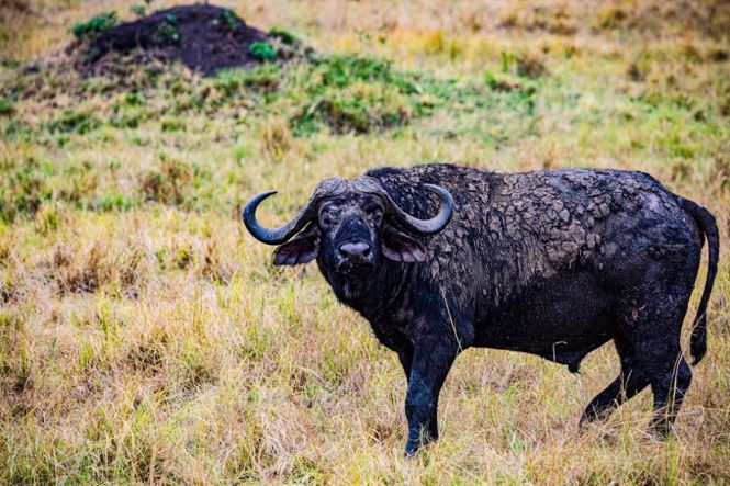 A photo of a Buffalo with dried mud on its back and body.