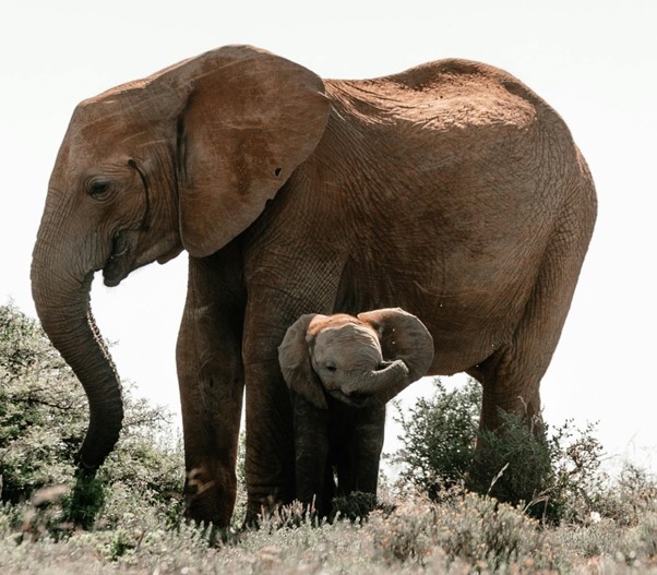 A tuskless Elephant and her Calf