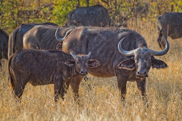 Cape buffalo cow and calf