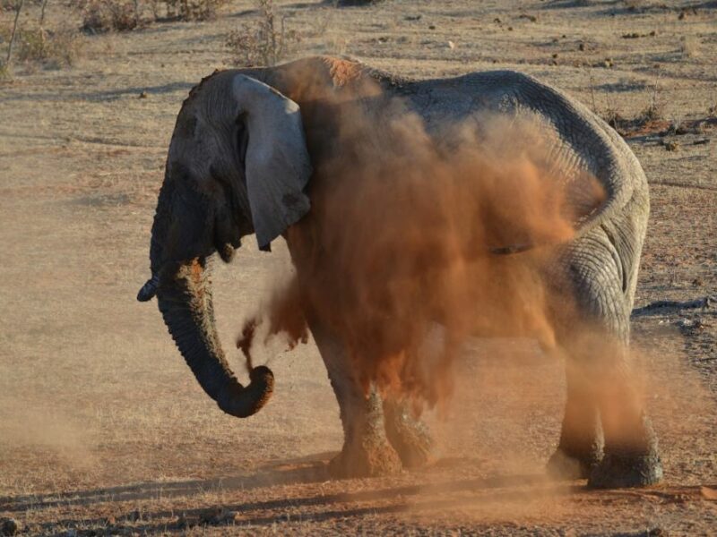 Desert Adapted elephant