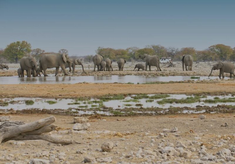 Elephant Hunting in Namibia