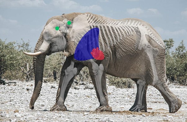 Elephant Shot Placement, the Broadside Shot