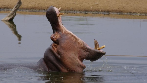 side view of hippo yawning, showing its large teeth
