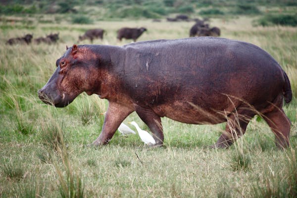 Hippo walking across the grass.
