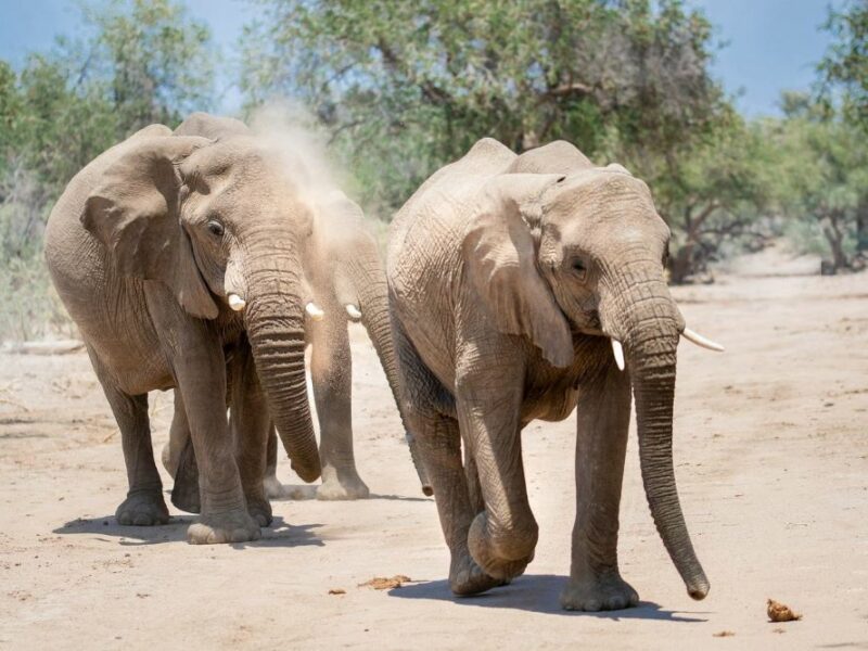 Two elephants walking through dusty landscape