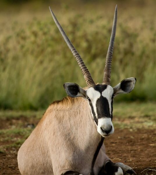 Gembok facing straight, lying on the ground