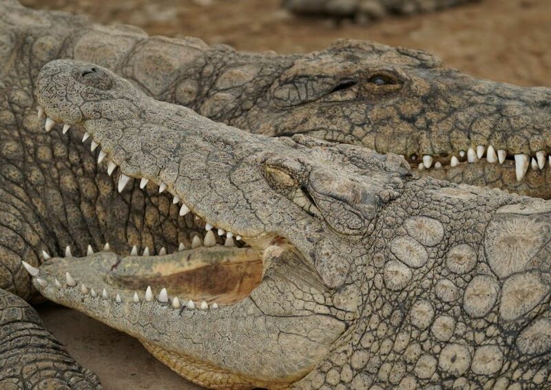Close up of two Nile Crocodiles, showing their large jaws and teeth